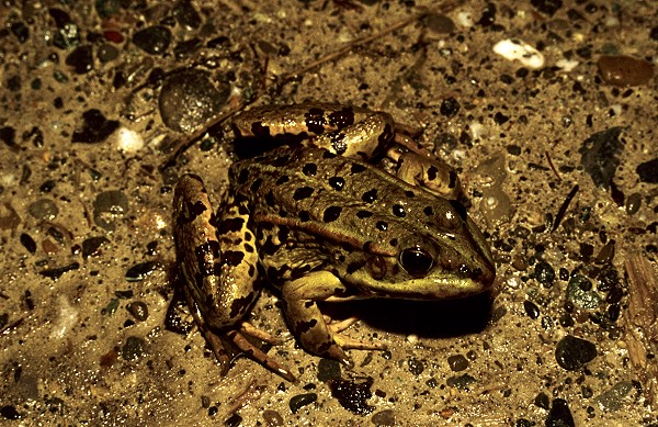 Seefrosch